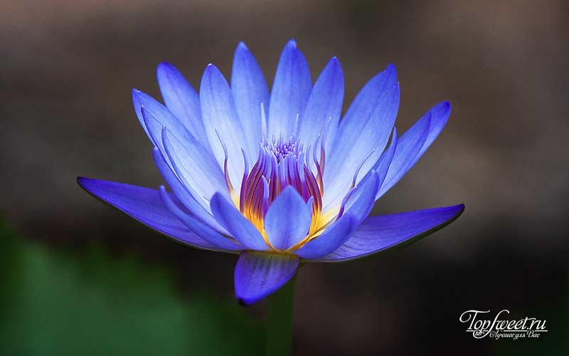  The Blue Lotus "width =" 800 "height =" 500 "class =" aligncenter size-full wp-image-17887 "/> </p>
<p> Ancient The Egyptians deified not only animals but also plants.The most revered flower was the blue water lily or, as it was called the "blue lotus." </p>
<p> The ancient Egyptian myth of the creation of the world, which has survived, claims that the lotus flower was formed from protovselennoy chaos and breed The god of the Sun, who, in turn, became the progenitor of all life on earth. </p>
<p> The Egyptians perceived the behavior of the flower as the incarnation of the divine beginning in it.The lotus opened his petals in the early morning, just before dawn, exposing the world to the golden mean The flower of the lily was widely used by the priests in carrying out the mysticism, and the flowers of the blue lotus moved to the walls of churches, religious writings, monuments of civil architecture. </p>
<p> ing ceremonies and medicine. Women and men used flowers as decorations in their hair and clothes. The researchers also found that blue lotus flowers contain a vasodilator that can fight erectile dysfunction. Perhaps it is this circumstance that causes his appearance in erotic art. </p>
<p><h5> <span> ✰ ✰ ✰ </span> </h5>
</p>
<p> <span class=