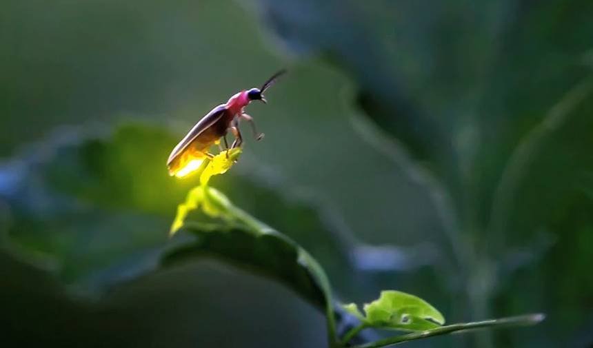 How fireflies inspired energy-efficient LEDs