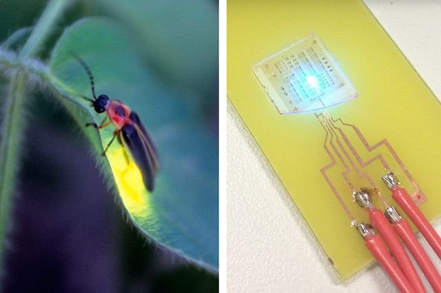 fireflies inspired energy-efficient LED design