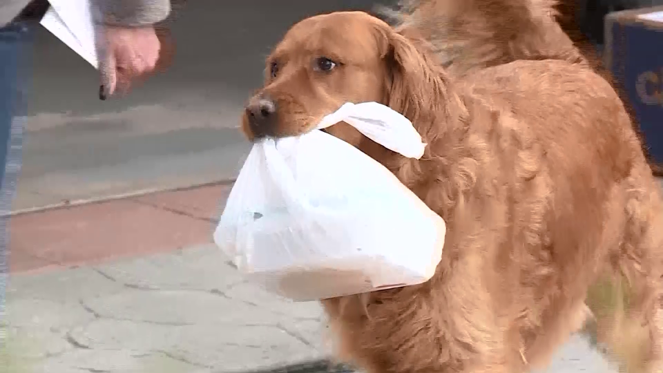 Dog delivers groceries to the neighbor at risk of COVID-19 in Colorado