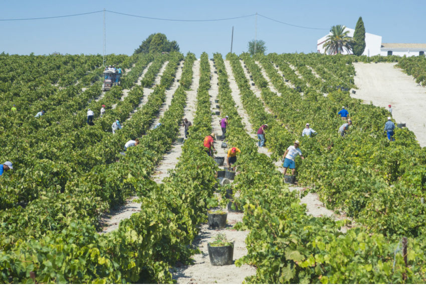 fruit picking and vegetable grower jobs