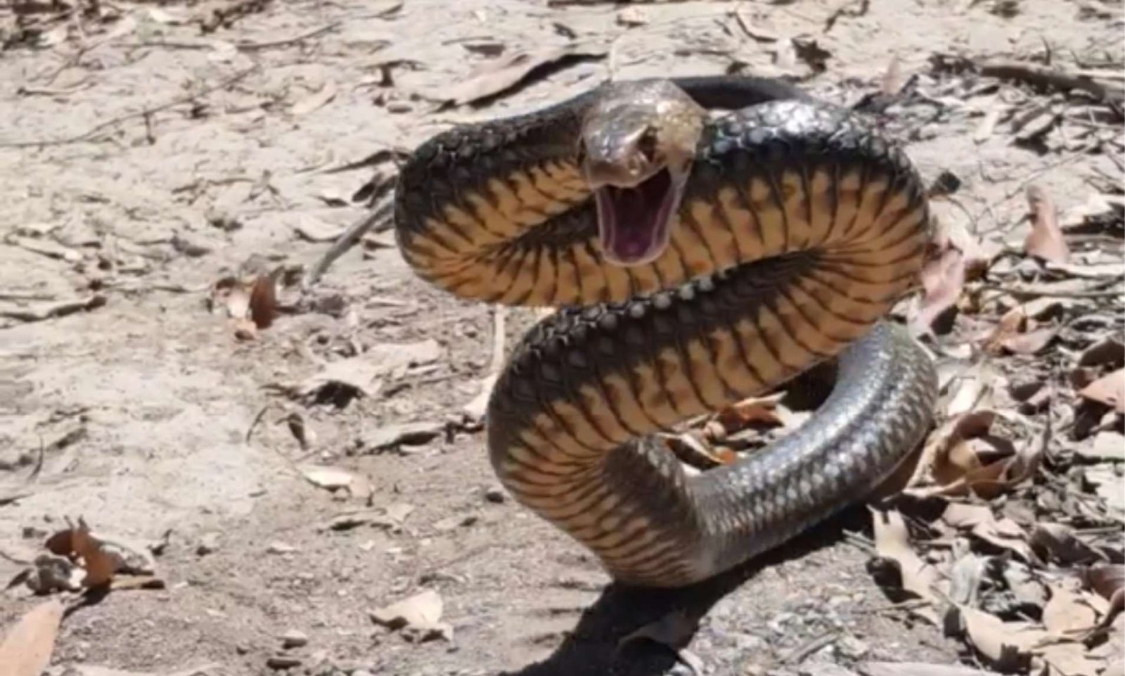deadly snake