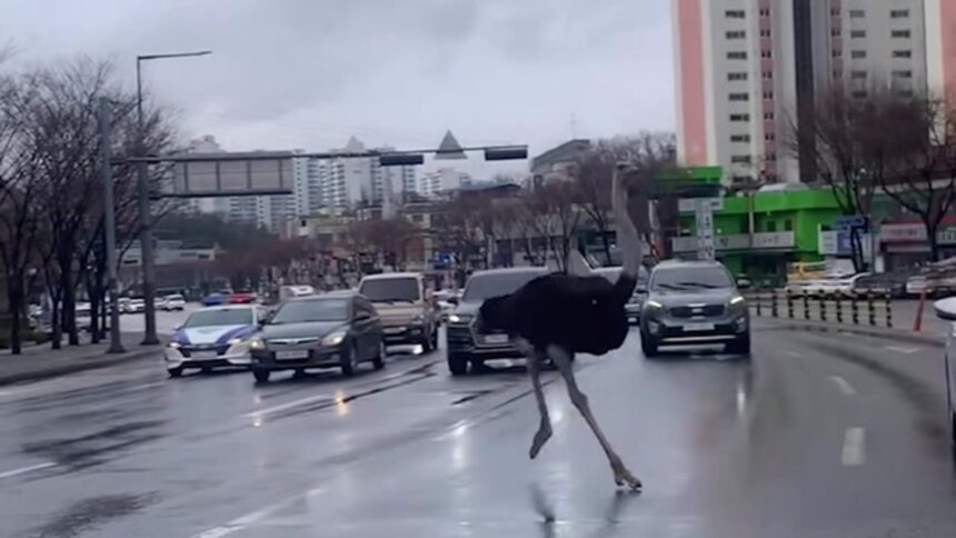 Ostrich South Korea