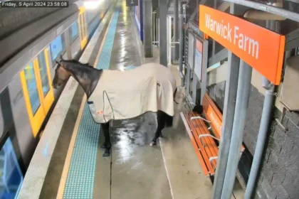 Commuters Startled as Racehorse