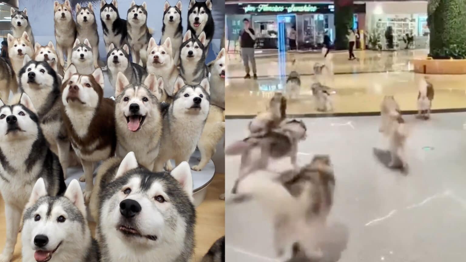 Over 100 Huskies