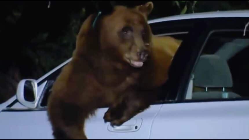 "Teddy" Bear's