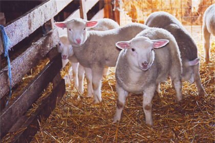 Italian Mayor Offers Free Goats