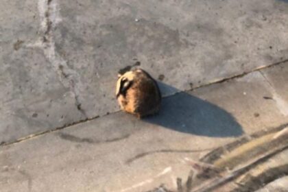 Badger's Skate Park Story