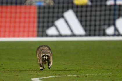 Raquinho the Raccoon Steals the Show During MLS Match!