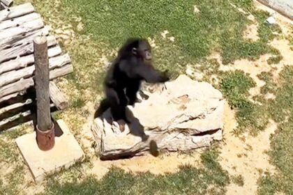 Viral Video: Chimpanzee Returns Lost Shoe, Showcasing Incredible Intelligence