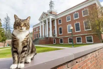 Max the Cat Graduates with Honors at Vermont University