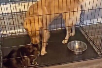 Smart Pet Dog Outwits Cat in Viral Crate-Closing Video