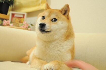 Farewell to Kabosu: The Legendary Doge Meme Dog Dies at 18