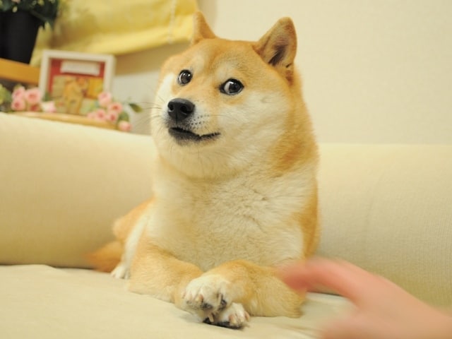 Farewell to Kabosu: The Legendary Doge Meme Dog Dies at 18