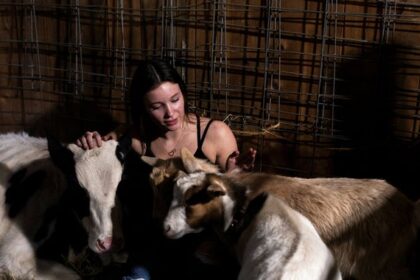 Cow-Cuddling Trend in the US Threatened by Bird Flu Outbreak