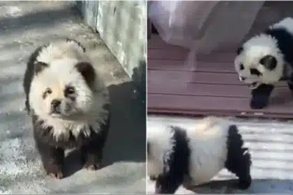 Taizhou Zoo in China Faces Backlash for Deceiving Visitors