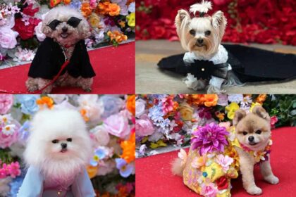 Pet Gala Returns with Met Gala-Inspired Canine Couture