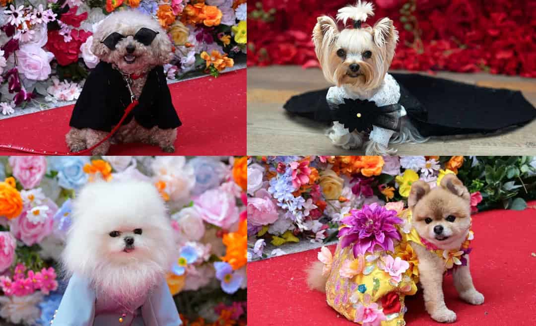 Pet Gala Returns with Met Gala-Inspired Canine Couture