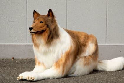 Toco Spends $14,000 to be a Dog, Now Wants to be a Panda?!