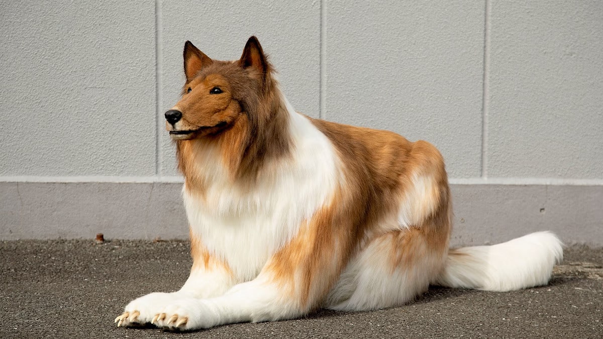 Toco Spends $14,000 to be a Dog, Now Wants to be a Panda?!