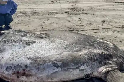 Giant Find: 7-Foot Fish, Rarely Seen, Discovered on Oregon Beach