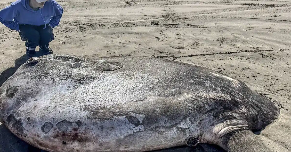 Giant Find: 7-Foot Fish, Rarely Seen, Discovered on Oregon Beach