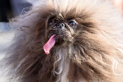 Wild Thang Barks His Way to World's Ugliest Dog Title!