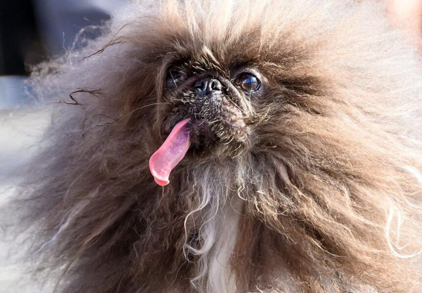 Wild Thang Barks His Way to World's Ugliest Dog Title!