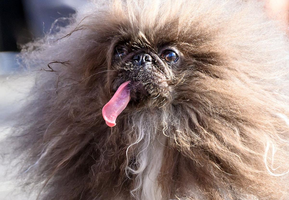 Wild Thang Barks His Way to World's Ugliest Dog Title!