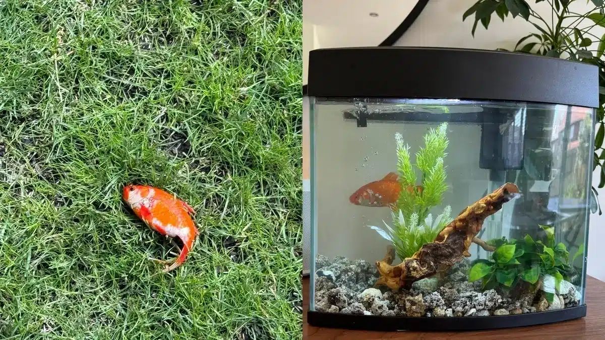 Social Media Erupts Over Doc's Mystery Fish Find!