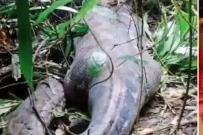 Missing Indonesian Woman Found Inside Giant Python