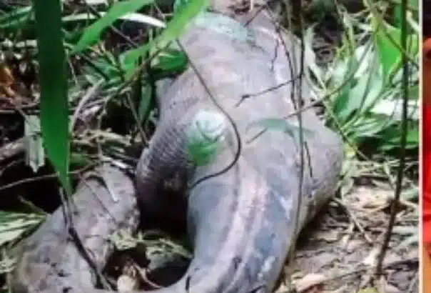 Missing Indonesian Woman Found Inside Giant Python
