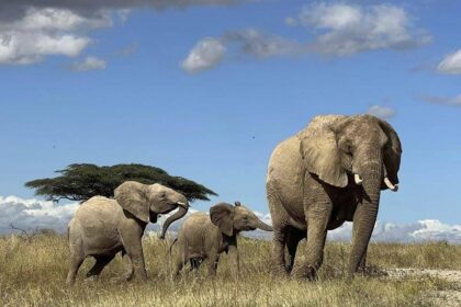 Elephants Now Use Secret Name-Calling to Get Attention!