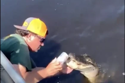 Florida Man Goes Viral for Using Alligator as Beer Opener