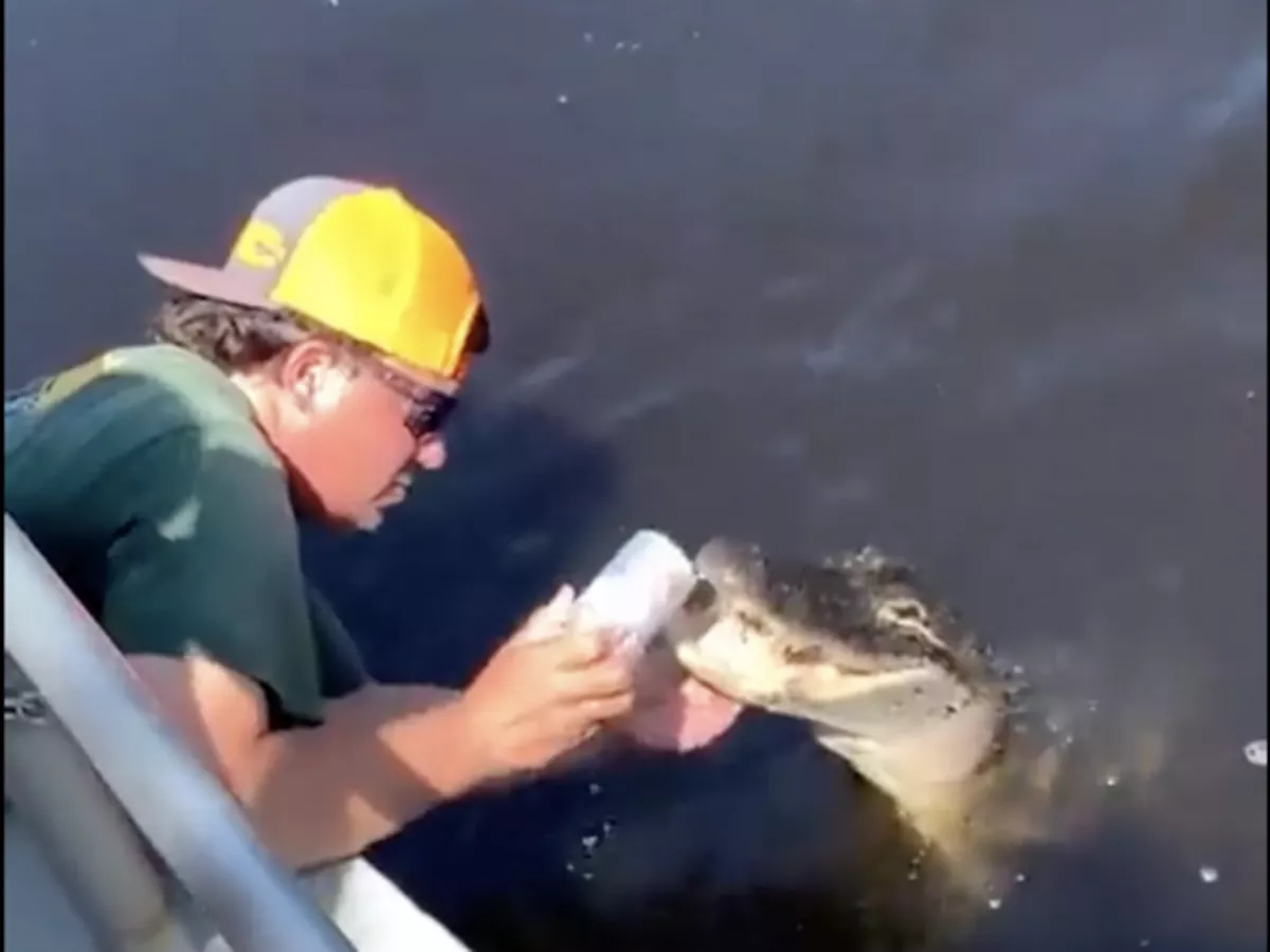 Florida Man Goes Viral for Using Alligator as Beer Opener