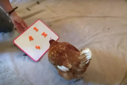 This Chicken Sets World Record for Identifying Numbers, Colors and Letters!!