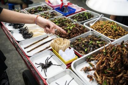 Singapore Gets Bugging: 16 Insect Species Now Approved for Food
