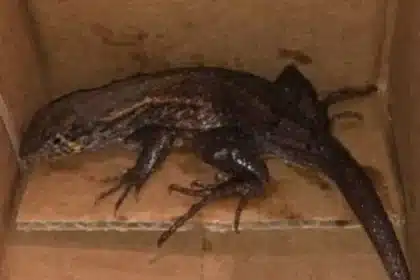 Amazon Order Gone Wrong: Lizard Surprise