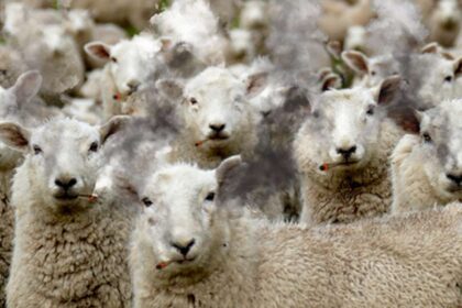 Sheep Go Wild After Consuming 100kg of Cannabis