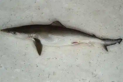 Sharks high on Cocaine found in Brazil