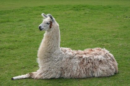 Jeffrey the Llama Makes Break for Freedom to Avoid Dental Exam