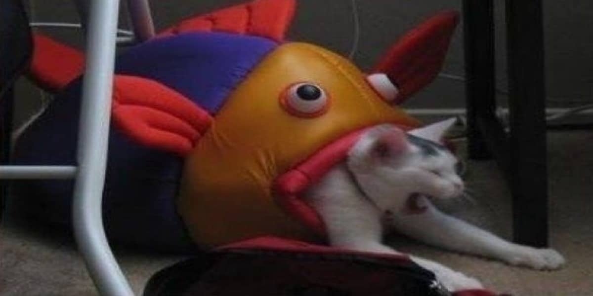 cat eaten by fish