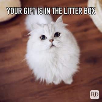 Funny Christmas Memes