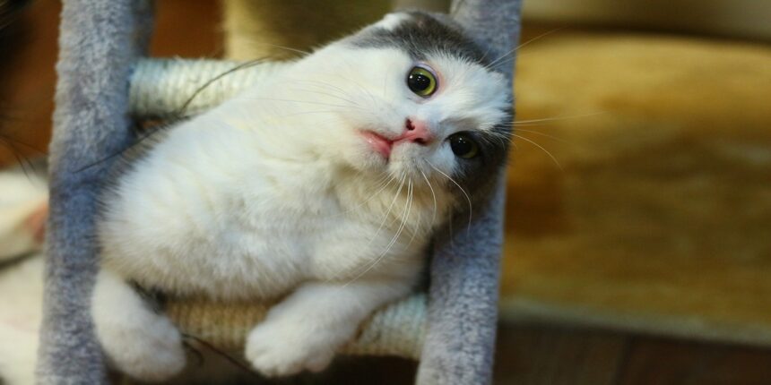 funny cats