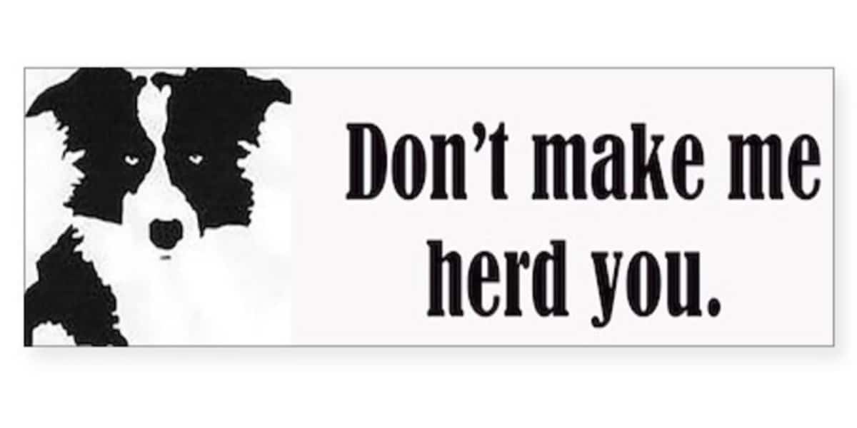 24 Border Collie Don't Make Me Herd You