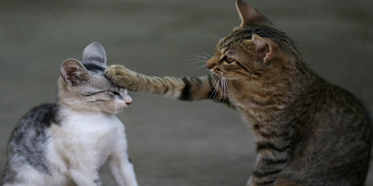 Funny Cat Names