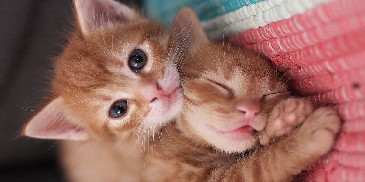 Funny Cat Names