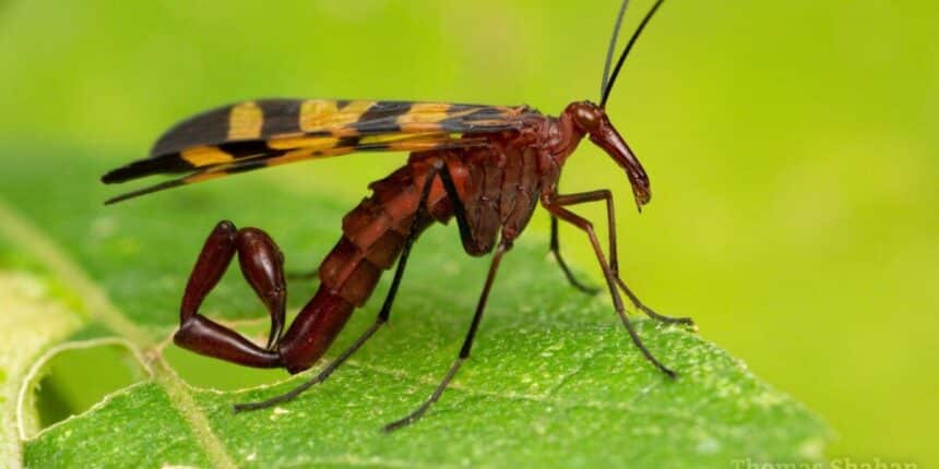 weird bugs
