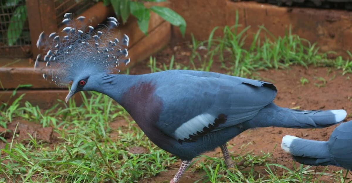 birds with funny hair