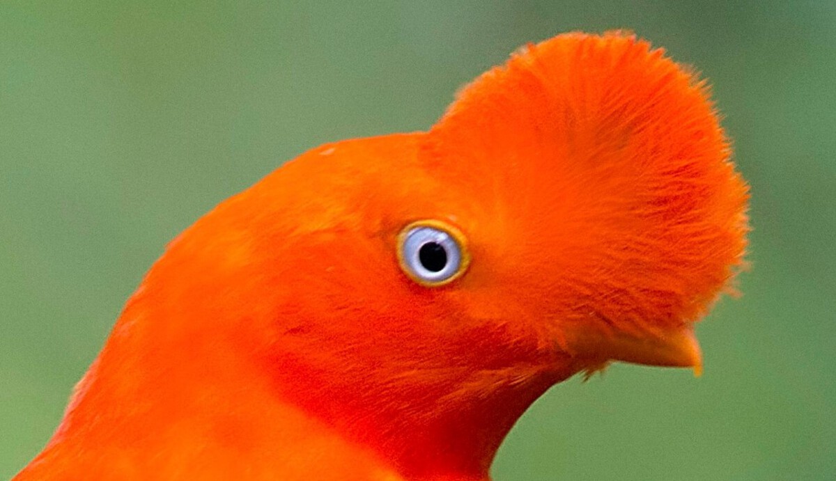 birds with funny hair